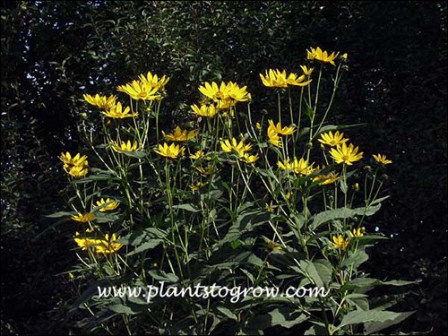 Jerusalem Artichoke (Helianthus tuberosum)